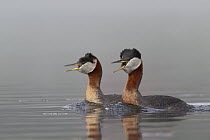 Red-necked Grebe (Podiceps grisegena) male and female in courtship, western Montana