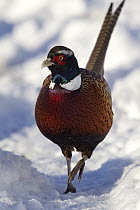 Ring-necked Pheasant (Phasianus colchicus) male walking in snow, central Montana
