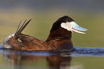 Ruddy Duck (Oxyura jamaicensis) male during courtship, central Montana