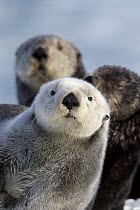 Sea Otter (Enhydra lutris) trio, Prince William Sound, Alaska