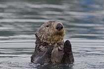 Sea Otter (Enhydra lutris) emerging from water, Prince William Sound, Alaska