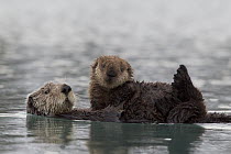 Sea Otter (Enhydra lutris) mother with pup on belly, Prince William Sound, Alaska