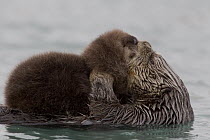 Sea Otter (Enhydra lutris) mother grooming pup, Prince William Sound, Alaska
