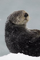 Sea Otter (Enhydra lutris) snow, Prince William Sound, Alaska