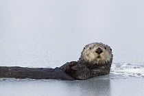 Sea Otter (Enhydra lutris) in thinly iced water, Prince William Sound, Alaska