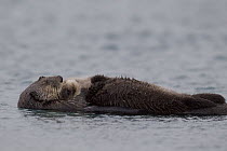 Sea Otter (Enhydra lutris) mother carrying sleeping pup, Prince William Sound, Alaska