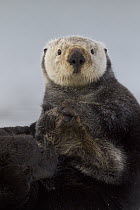 Sea Otter (Enhydra lutris), Prince William Sound, Alaska