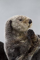 Sea Otter (Enhydra lutris) grooming, Prince William Sound, Alaska