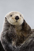 Sea Otter (Enhydra lutris) grooming, Prince William Sound, Alaska