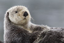 Sea Otter (Enhydra lutris), Prince William Sound, Alaska