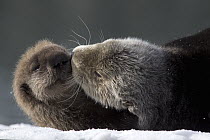 Sea Otter (Enhydra lutris) mother with pup on snow, Prince William Sound, Alaska