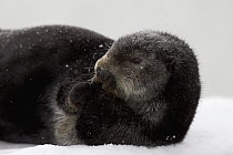 Sea Otter (Enhydra lutris) on snow, Prince William Sound, Alaska