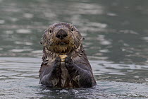 Sea Otter (Enhydra lutris) holding prey, Prince William Sound, Alaska