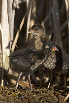 Sora (Porzana carolina) chicks, western Montana