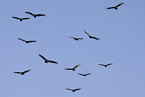 Turkey Vulture (Cathartes aura) group flying in morning thermals, Sarasota, Florida