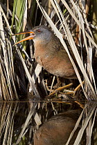 Virginia Rail (Rallus limicola) calling while at the edge of cattail marsh, northwest Montana
