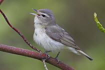 Eastern Warbling-Vireo (Vireo gilvus) male singing, northwest Montana