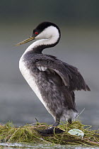 Western Grebe (Aechmophorus occidentalis) standing up on floating nest after laying new egg, western Montana