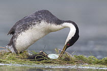 Western Grebe (Aechmophorus occidentalis) moving new egg to the center of floating nest, western Montana