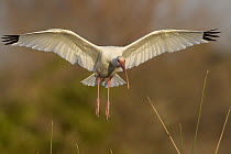 White Ibis (Eudocimus albus) flying back to evening roost, Florida