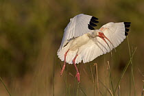 White Ibis (Eudocimus albus) flying back to evening roost, Florida