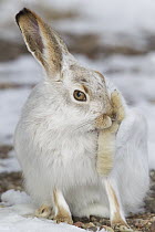 White-tailed Jack Rabbit (Lepus townsendii) in winter coat grooming its back foot, central Montana