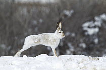 White-tailed Jack Rabbit (Lepus townsendii) streching on a snow bank, central Montana
