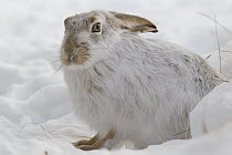 White-tailed Jack Rabbit (Lepus townsendii) in snow, central Montana