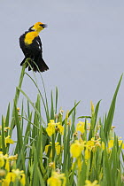 Yellow-headed Blackbird (Xanthocephalus xanthocephalus) male calling from cattail, western Montana