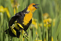 Yellow-headed Blackbird (Xanthocephalus xanthocephalus) male calling from blooming Yellow Iris (Iris pseudacorus), western Montana