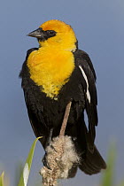 Yellow-headed Blackbird (Xanthocephalus xanthocephalus) male perched on cattail, western Montana