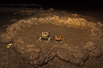 Giant Gladiator Treefrog (Hypsiboas boans) male and female in mud nest, Rewa River, Guyana