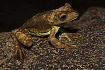 Giant Gladiator Treefrog (Hypsiboas boans), Rewa River, Guyana