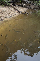 Piranha (Cyphocharax sp) group near shore, Rewa River, Guyana