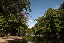 Rewa River and rainforest, Guyana