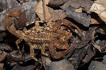 Scorpion (Scorpionidae), Rewa River, Guyana