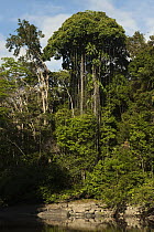 Rewa River and rainforest, Guyana