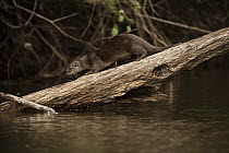 Long-tailed Otter (Lontra longicaudis) on log, Rewa River, Guyana