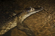 Spectacled Caiman (Caiman crocodilus) at night, Rewa River, Guyana