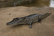 Spectacled Caiman (Caiman crocodilus) on riverbank, Rewa River, Guyana