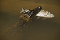 Spectacled Caiman (Caiman crocodilus) with fish prey, Rewa River, Guyana