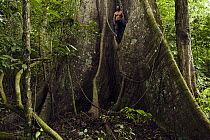Silk Cotton Tree (Ceiba pentandra) buttress root, Rewa River, Guyana