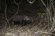 Brazilian Tapir (Tapirus terrestris), Rewa River, Iwokrama Rainforest Reserve, Guyana