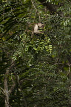 Weeper Capuchin (Cebus olivaceus) feeding on leaves, Rewa River, Iwokrama Rainforest Reserve, Guyana