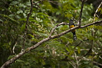 Green-backed Trogon (Trogon viridis), Rewa River, Iwokrama Rainforest Reserve, Guyana