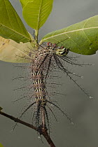 Moth caterpillar with well developed appendages with urticating hairs, Rewa River, Guyana
