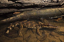 Schneider's Dwarf Caiman (Paleosuchus trigonatus), Rewa River, Guyana