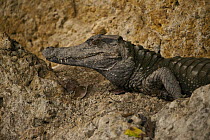Schneider's Dwarf Caiman (Paleosuchus trigonatus) on riverbank, Rewa River, Guyana