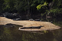Schneider's Dwarf Caiman (Paleosuchus trigonatus) on riverbank, Rewa River, Guyana