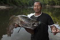 Aimara (Hoplias aimara) caught by fisherman, Rewa River, Guyana